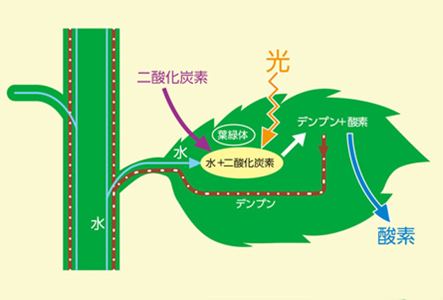 https://matsushita-bungu.co.jp/kyouzai/blog/udata/008-600-8.jpg