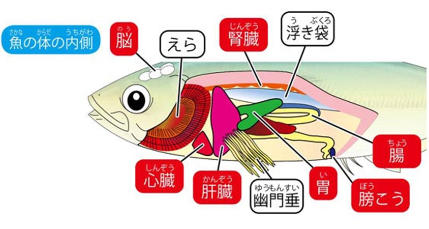 https://matsushita-bungu.co.jp/kyouzai/blog/udata/055732-333.jpg