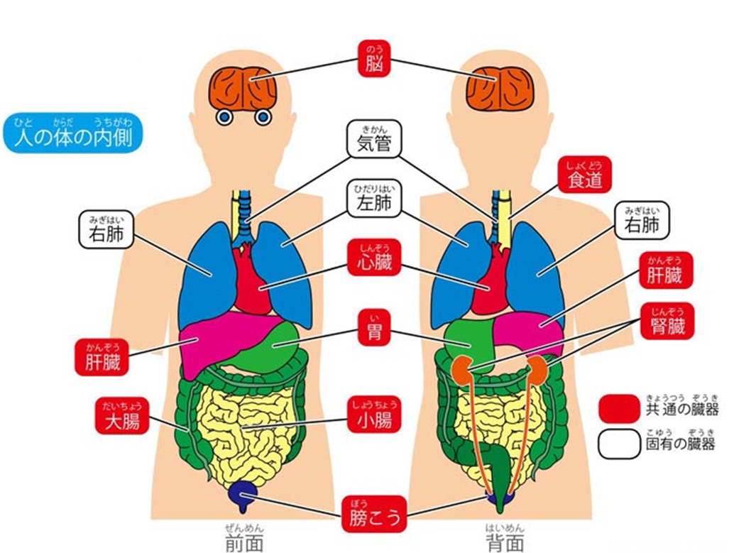 https://matsushita-bungu.co.jp/kyouzai/blog/udata/055732-444.jpg
