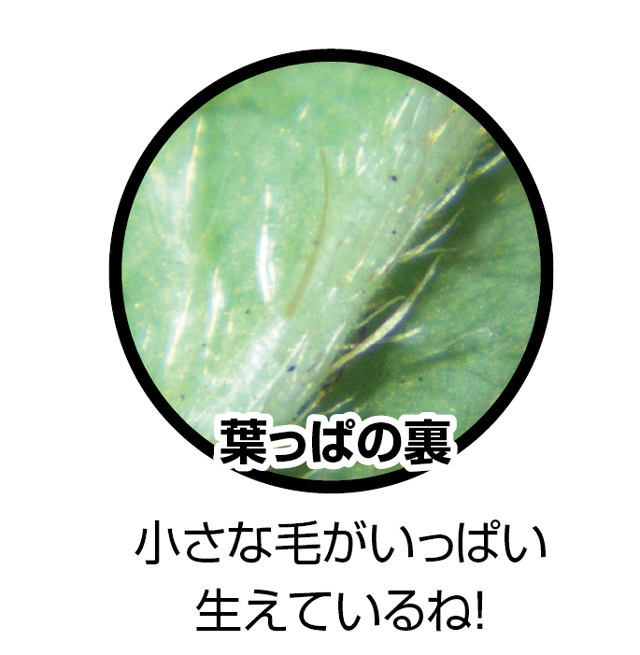 https://matsushita-bungu.co.jp/kyouzai/blog/udata/094-727-7.jpg