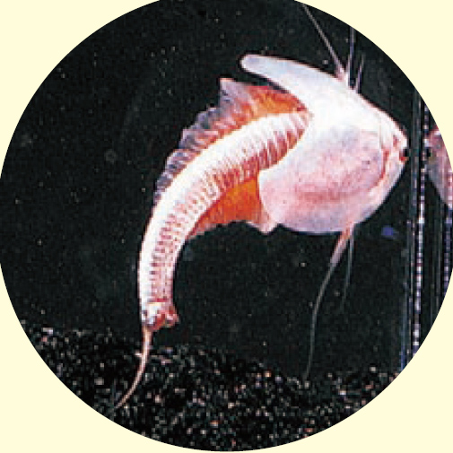 https://matsushita-bungu.co.jp/kyouzai/blog/udata/8-5.jpg
