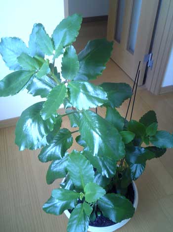 https://matsushita-bungu.co.jp/kyouzai/blog/udata/DVC00068.jpg