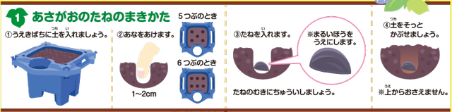 https://matsushita-bungu.co.jp/kyouzai/blog/udata/asagao_no_sodatekata-2.jpg
