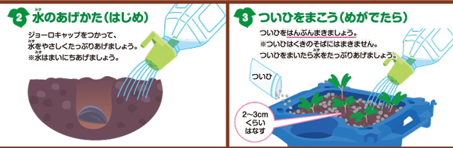 https://matsushita-bungu.co.jp/kyouzai/blog/udata/asagao_no_sodatekata-3.jpg