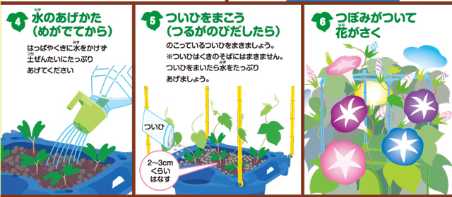 https://matsushita-bungu.co.jp/kyouzai/blog/udata/asagao_no_sodatekata4.jpg
