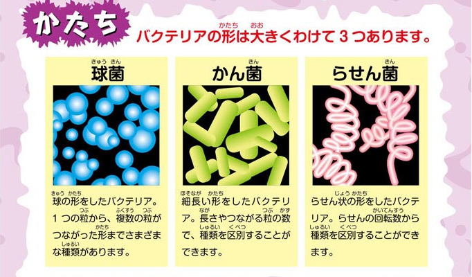 https://matsushita-bungu.co.jp/kyouzai/blog/udata/bakuteria3.jpg