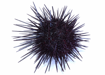 uni-2.gif
