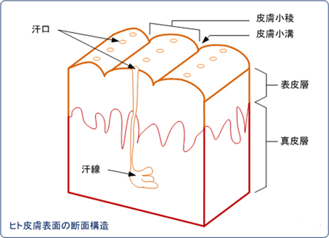 https://matsushita-bungu.co.jp/kyouzai/blog/udata/hifu.jpg