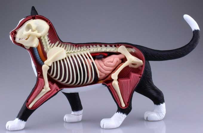 https://matsushita-bungu.co.jp/kyouzai/blog/udata/neko4.jpg