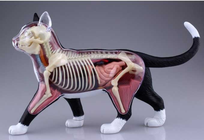 https://matsushita-bungu.co.jp/kyouzai/blog/udata/neko7.jpg