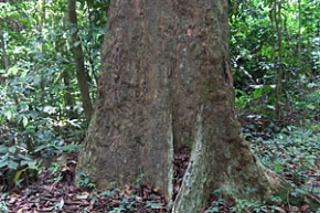 https://matsushita-bungu.co.jp/kyouzai/blog/udata/padauk_2.jpg