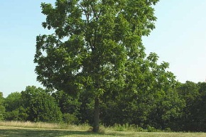 https://matsushita-bungu.co.jp/kyouzai/blog/udata/walnut_2.jpg